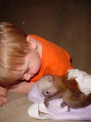 Well Train Baby Capuchin Monkey Ready For Adoption!!!!!